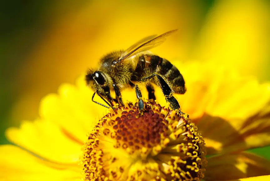 Bzzz czyli Dzień Pszczoły na Uniwersytecie Wrocławskim!