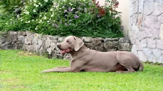 Postawa wobec zwierząt zmniejsza poczucie osamotnienia 